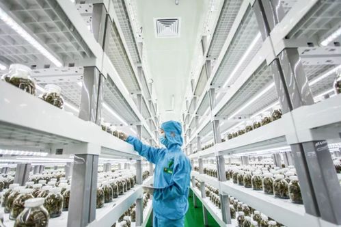 中科三安 京東等國(guó)內(nèi)20家植物工廠大盤點(diǎn)