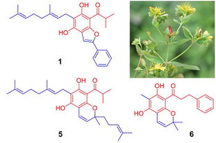 昆明植物所在異戊烯基雜合酰基間苯三酚 ppap 類天然產物研究中取得進展