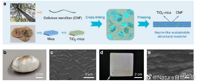 生產高強度的生物基材料替代塑料本周. 來自NaturePortfolio - 微博