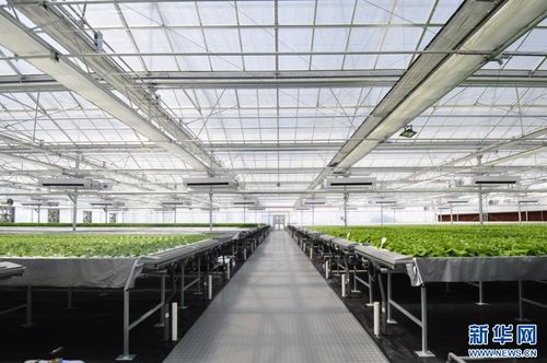 強信心 走進百企丨果蔬住上 科技房 智慧農(nóng)業(yè) 種 出新花樣